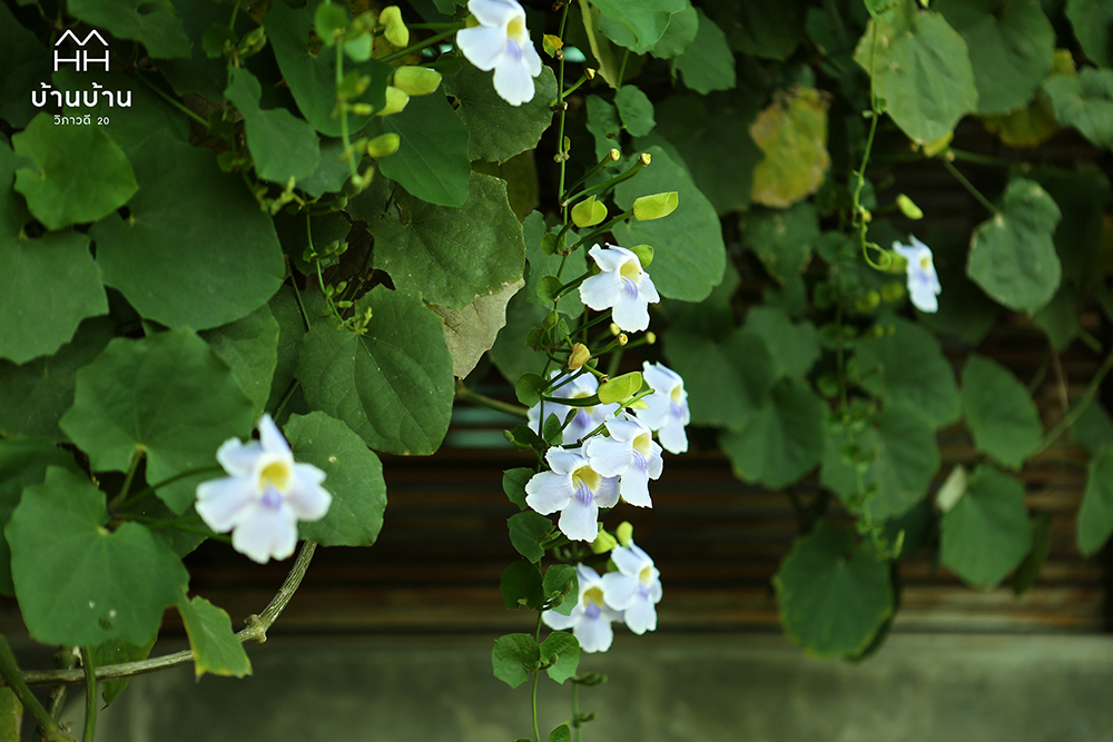 บ้านบ้าน วิภาวดี 20